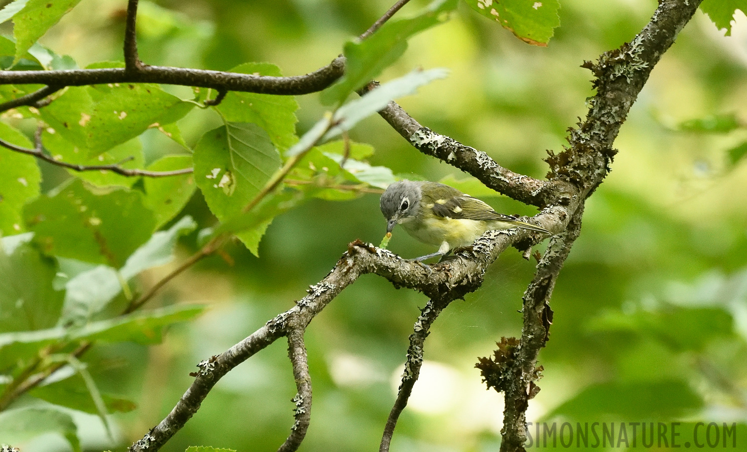 Vireo solitarius alticola [400 mm, 1/800 sec at f / 7.1, ISO 2500]